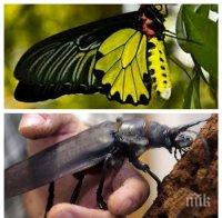 Пеперуда за 11 000 лева кацна в Пловдив