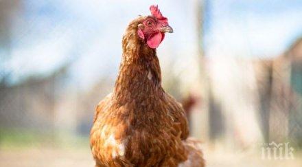 содомия загорял младеж изнасили кокошка