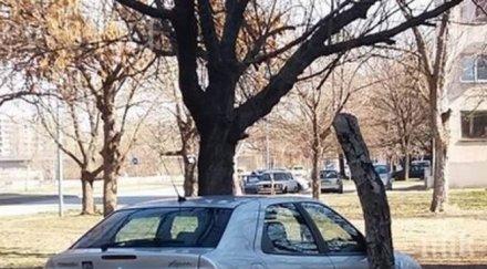 юнак нагъл столичанин нагази градинките пловдив снимки