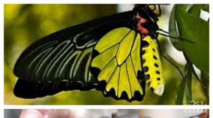 пеперуда 000 лева кацна пловдив