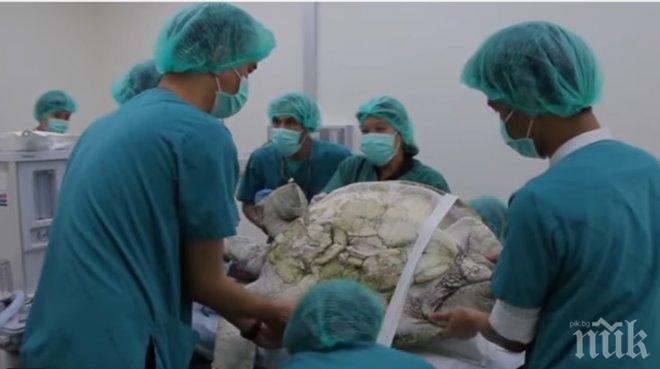 УНИКУМ! Близо 1000 монети извадиха от стомаха на костенурка в Тайланд (СНИМКИ/ВИДЕО)