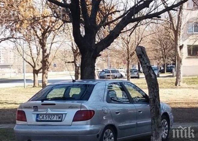 ЮНАК! Нагъл столичанин нагази градинките в Пловдив! (СНИМКИ)