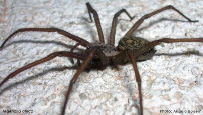 Паяци правят тройка заради страх от сексуален канибализъм