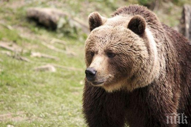 Внимание! Кафява мечка броди около Радомир