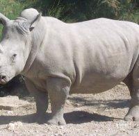 ЖЕСТОКОСТ! Бракониери убиха изчезващ вид носорог в зоологическа градина