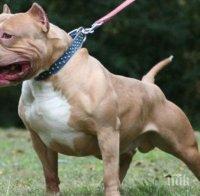 Бившето ченге Иванов и сина му блъскали питбули с анаболи! Печелели мръсни пари от кучешки боеве