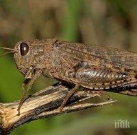 СТРАШНА НАПАСТ! Големи скакалци нападнаха Петрич