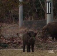 Снимки на диви прасета, заселили се около Фукушима, ужасиха японците
