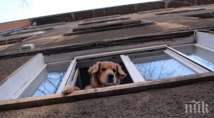 глобата 200 лева домоуправители душат скрити кучета апартаменти