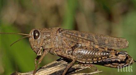 страшна напаст големи скакалци нападнаха петрич