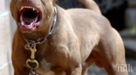 става опасно масово изоставят бойни кучета улиците софия