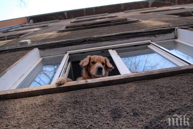 ГЛОБАТА - 200 ЛЕВА! Домоуправители душат за скрити кучета по апартаменти