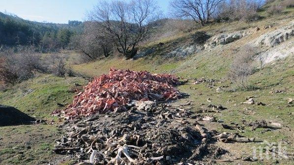 Зловещо! Кокали от животни се търкалят на път във Врачанско