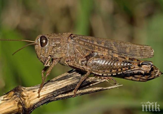 Учени сензационно: Скакалците надушват рака