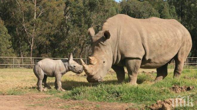 Полицията ще патрулира в британските зоологически градини, след като бракониери убиха носорог във френски зоопарк