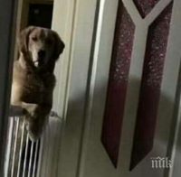 Всяка вечер това куче будува и наблюдава собствениците си, докато спят. Когато научили причината за това, те не могли да сдържат сълзите си...