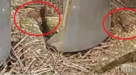 пик плъхове котки нападнаха столичния квартал бъкстон видео