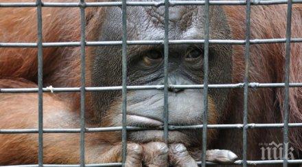 шок бокс орангутани побърка света снимки