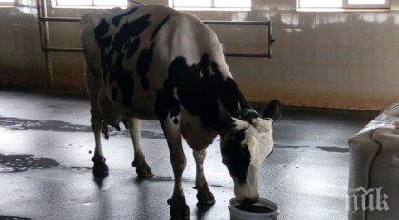 сливенско село прочу крава рекордьор всички времена