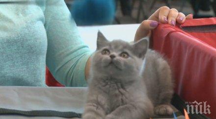 рекорд хил долара достигна цената котка санкт петербург снимка