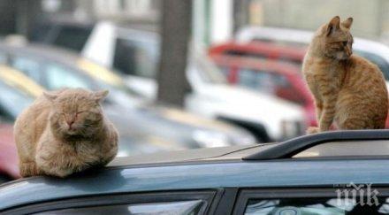 хайка котки пловдив пудрят писаните бълхи