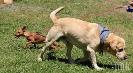 аларма отровни примамки убиват кучета борисовата градина