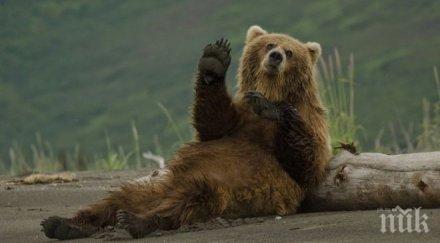 ранобудници мечоците пламен андрей изпратиха sms балкана