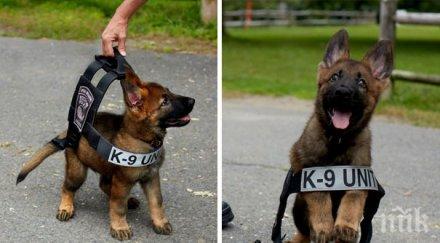 уникални снимки кученца техните първи дни работа оправят твоя ден