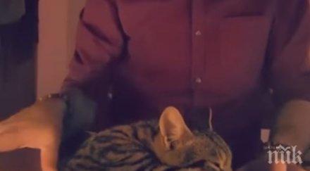 котетата обичат музика видео