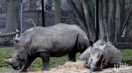 горките зоопарк реши скъсява роговете носорози заради нагли бракониери