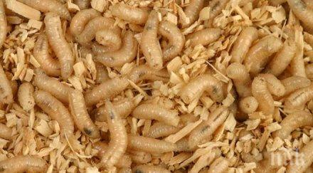 финансират млн производители картофи борят червеи