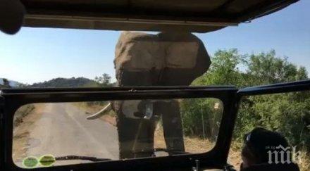 драма слон уби дресьора японски увеселителен парк