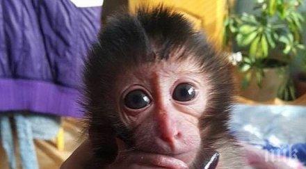 започна секссезонът зоопарка търсят булка маймунчето алф