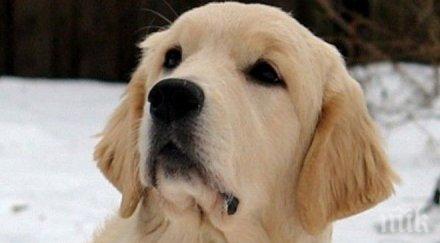 жестокост опасна отрова софийски паркове убива кучета