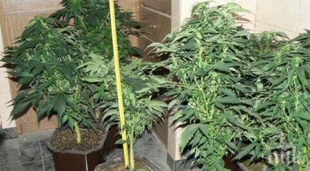 веселата фурна плевенска пекарна вади дрога вместо хлебчета