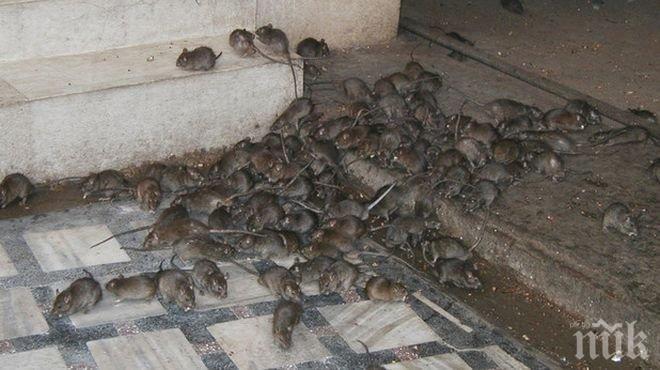 Париж обяви война на плъховете