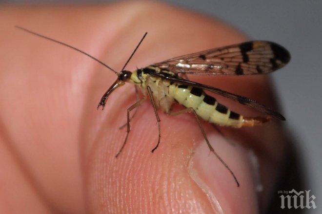 ЗАДАВА СЕ СТРАШНА ОПАСНОСТ! Комарите напролет носят тежки болести