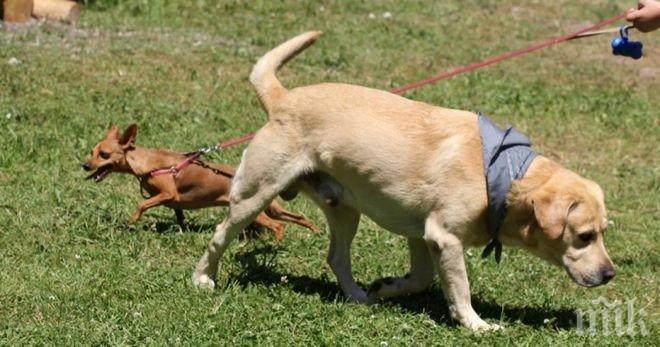 АЛАРМА! Отровни примамки убиват кучета в Борисовата градина

