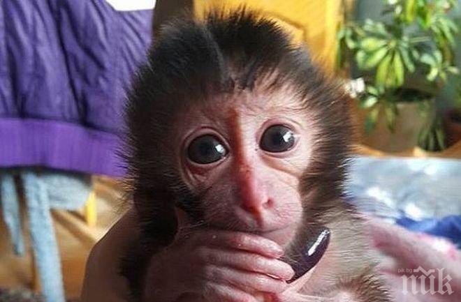 Започна секссезонът в зоопарка – търсят булка на маймунчето Алф