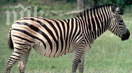 учени разкриха зебрите райета