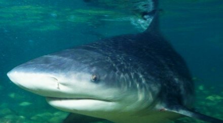 австралиец спаси жена метрова акула