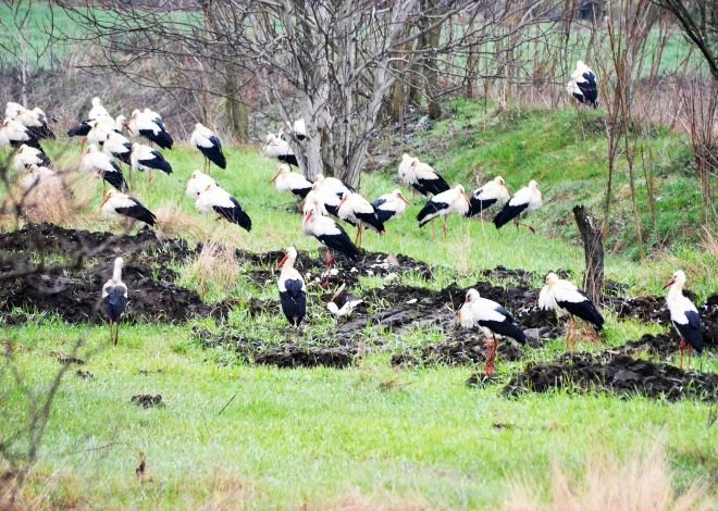 Подранили щъркели 
студуват край Русе