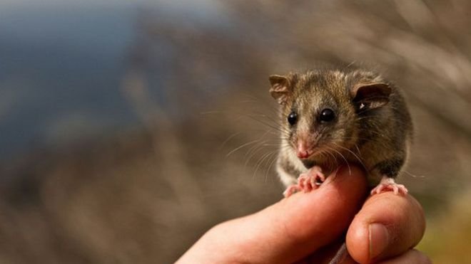 Австралийски опосум заплашен от изчезване
