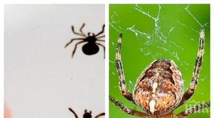 паяците изяждат повече месо хората