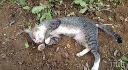 италианец сгази котка пешеходна пътека отнесе 450 евро глоба