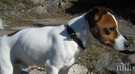 заловиха годишен откраднал елитно куче джак ръсел териер