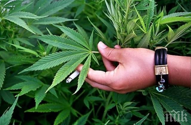 Англичанин сее марихуана в Търново