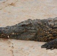 ШОК! Петметров крокодил изяде 19-годишен футболист (СНИМКА)