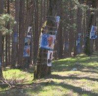 Избори по български! Партии закичиха гората край Джебел с плакати 