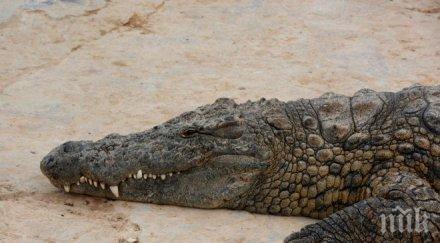 шок петметров крокодил изяде годишен футболист снимка